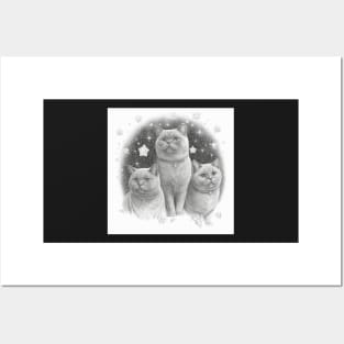 British Shorthair Kittens Posters and Art